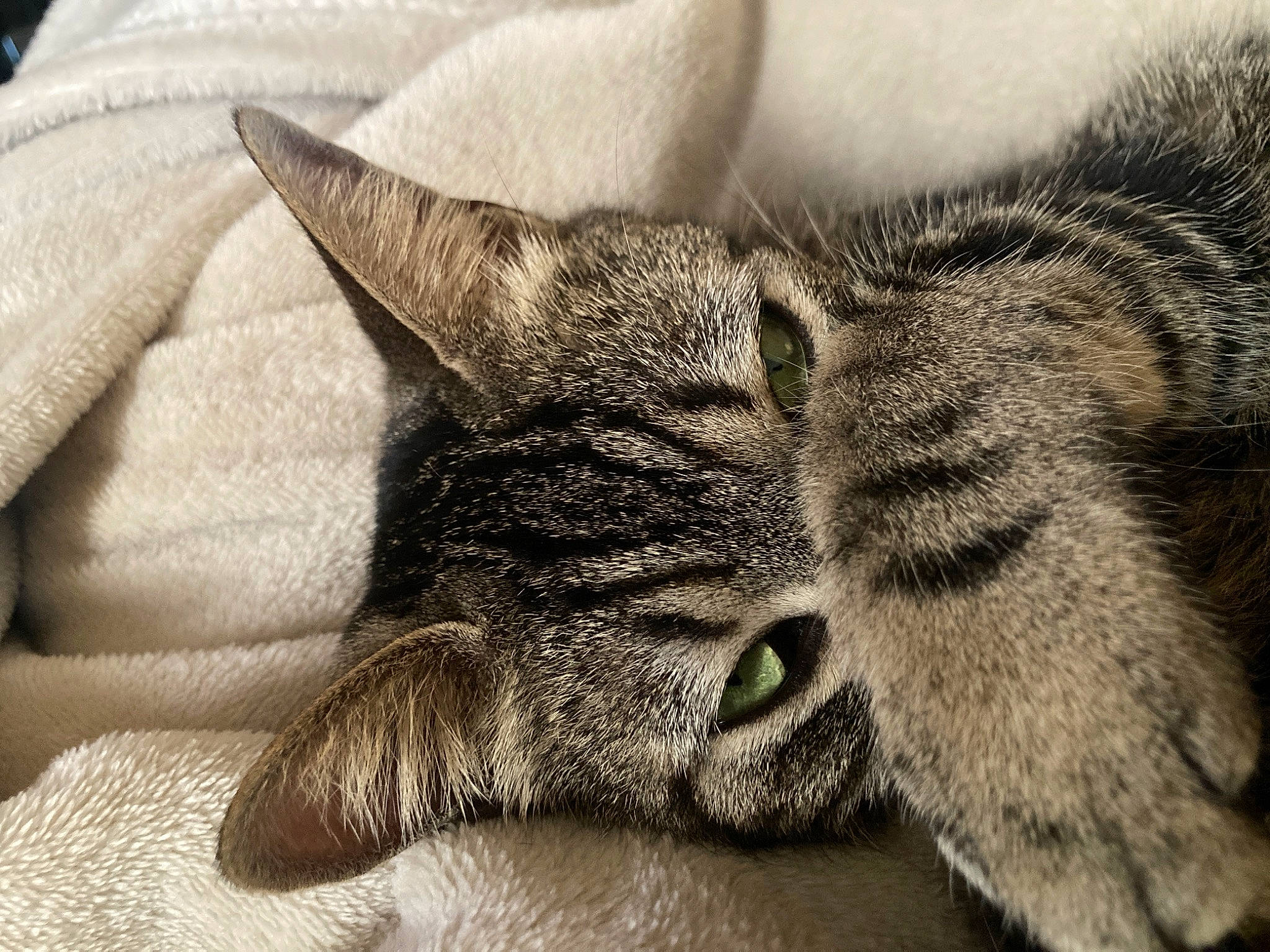 Iko participe au concours pour gagner de l'argent avec cette photo : carnivore, cat, claw, comfort, domestic_short_haired_cat, felidae, fur, grey, nap, paw, sleep, small_to_medium_sized_cats, snout, whiskers