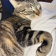 Iko participe au concours pour gagner de l'argent avec cette photo : animal, blanket, cat, closeup, cozy, curled_paw, cute, domestic_cat, feline, fur, indoor, nap, paw, pet, relaxation, resting, sleeping, soft, tabby, whiskers