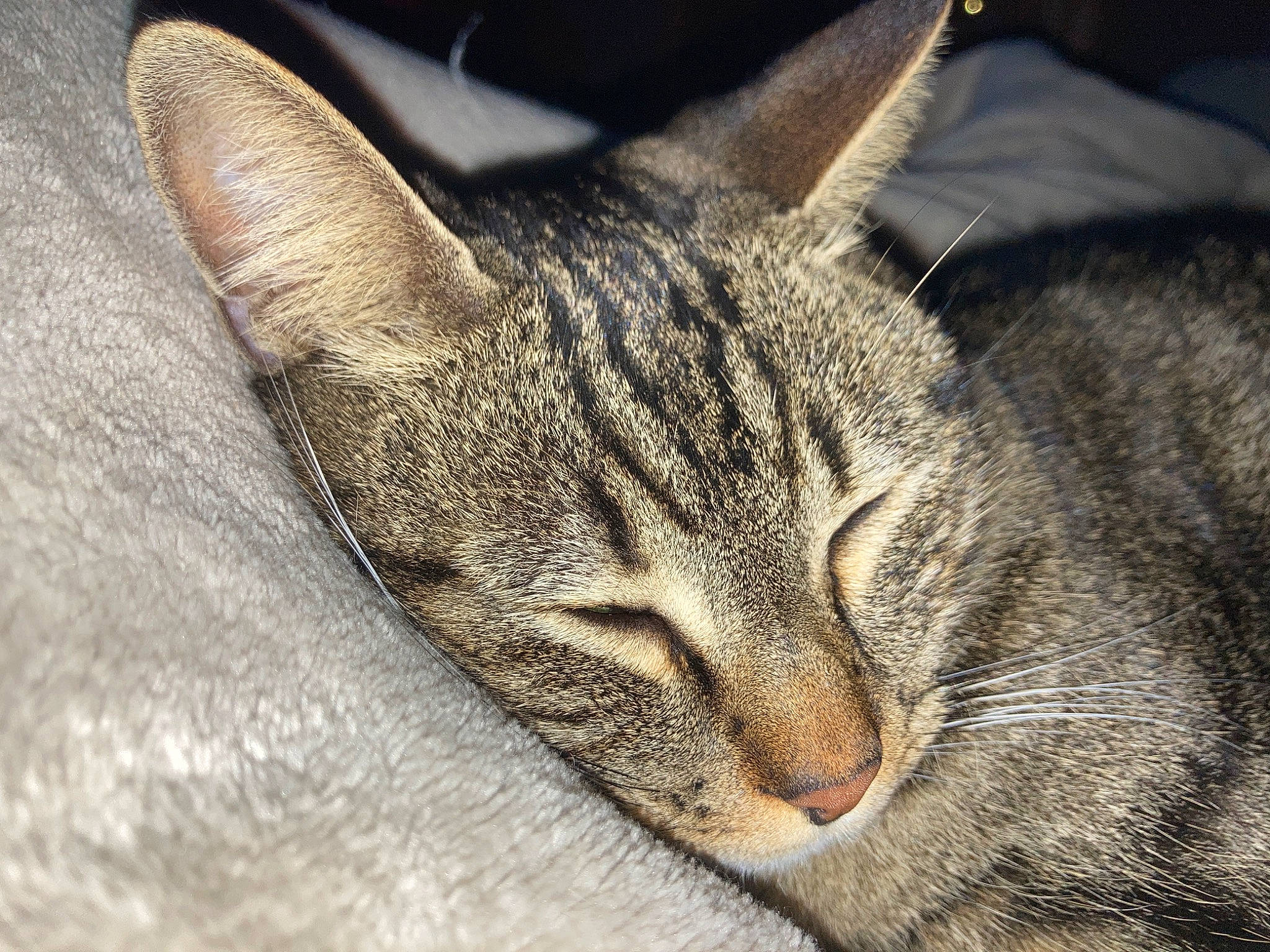 Iko a rejoint le concours — aidez-le/la à gagner de superbes lots ! carnivore, cat, close_up, comfort, domestic_short_haired_cat, felidae, fur, nap, paw, sleep, small_to_medium_sized_cats, snout, whiskers, wood