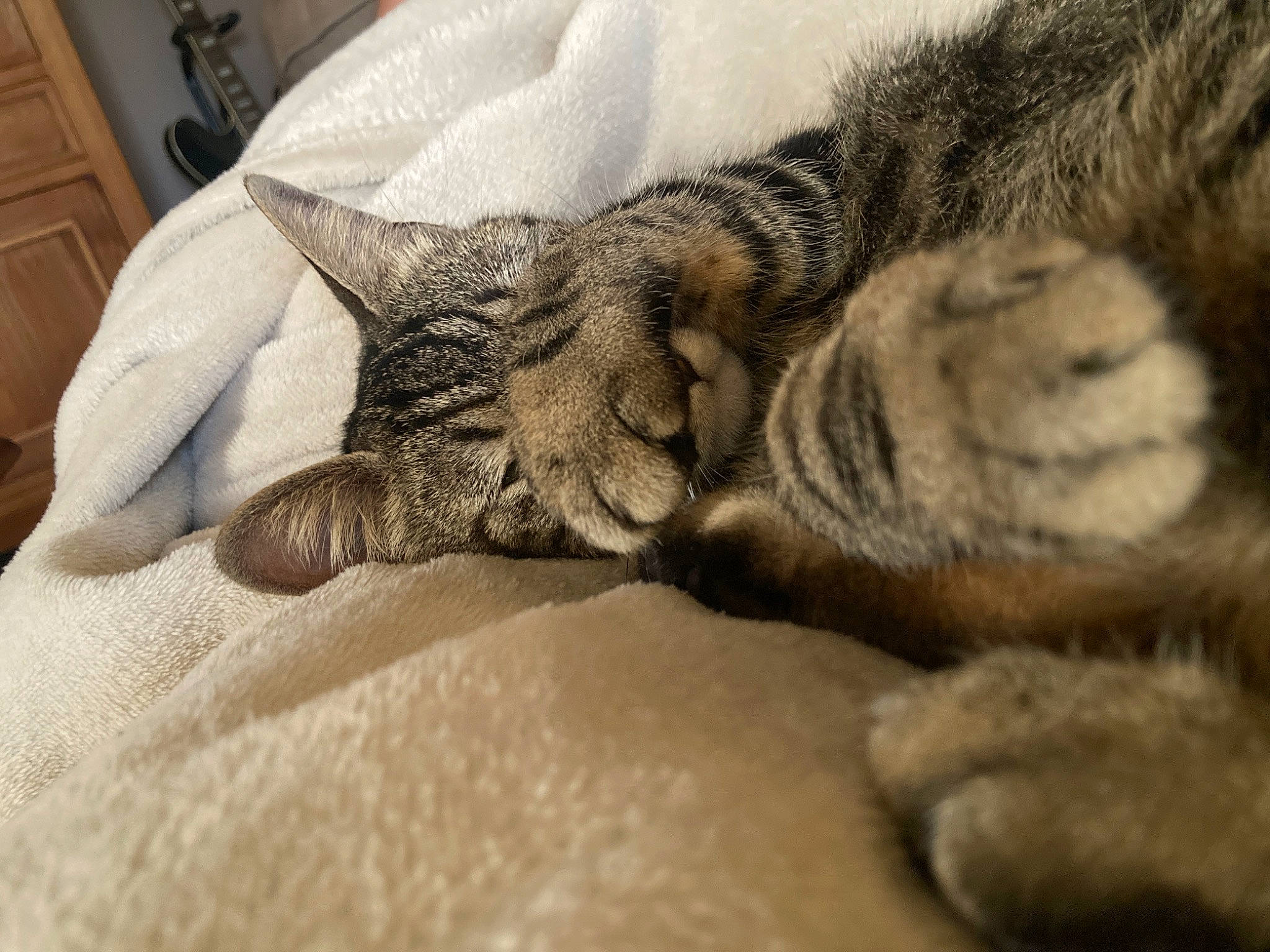 Iko participe au concours pour gagner de l'argent avec cette photo : cabinetry, carnivore, cat, claw, close_up, comfort, domestic_short_haired_cat, door, eye, felidae, fur, gesture, grey, human_leg, nap, paw, small_to_medium_sized_cats, snout, terrestrial_animal, whiskers