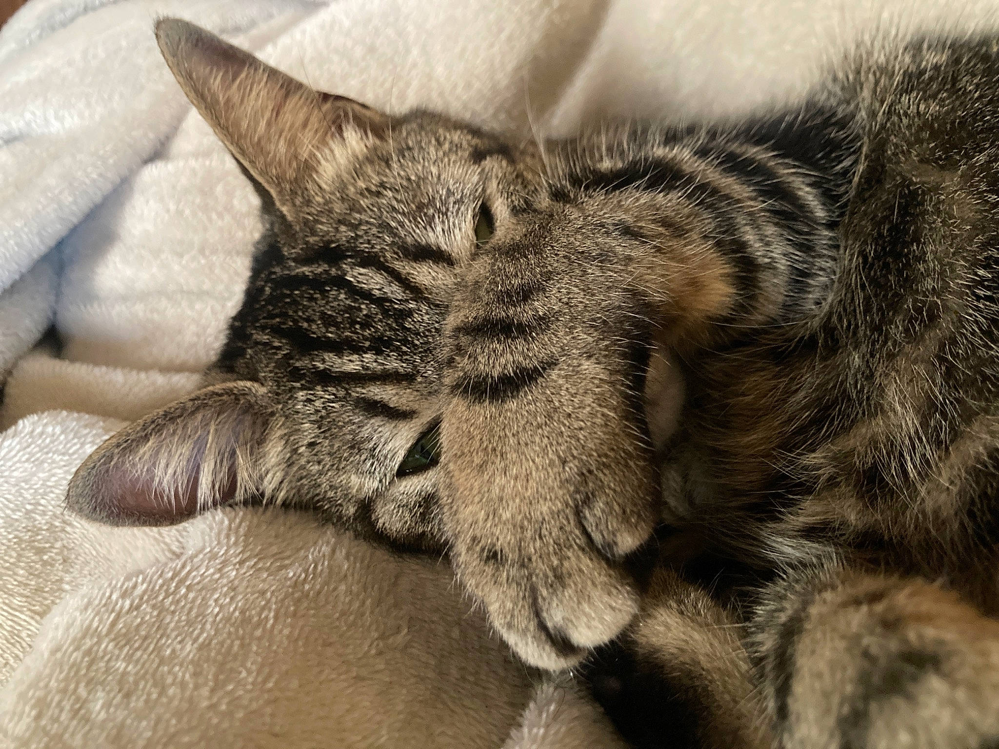 Iko participe au concours pour gagner de l'argent avec cette photo : carnivore, cat, claw, comfort, domestic_short_haired_cat, ear, felidae, fur, grey, nap, paw, sleep, small_to_medium_sized_cats, snout, tail, terrestrial_animal, whiskers, wildlife