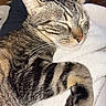 Iko participe au concours pour gagner de l'argent avec cette photo : animal, blanket, cat, closeup, cozy, cute, domestic_cat, feline, fur, indoor, napping, paw, pet, relaxed, resting, sleeping, soft, striped, tabby, whiskers