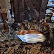 Eli joined the competition — help win amazing prizes! books, brown_cat, cardboard_boxes, carpet, cats, cozy, cuddling, cushion, feline, gray_cat, home_decor, indoor, long_hair, resting, rope, rug, sleeping, tabby, two_cats, wooden_cabinet