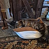 books, brown_cat, cardboard_boxes, carpet, cats, cozy, cuddling, cushion, feline, gray_cat, home_decor, indoor, long_hair, resting, rope, rug, sleeping, tabby, two_cats, wooden_cabinet