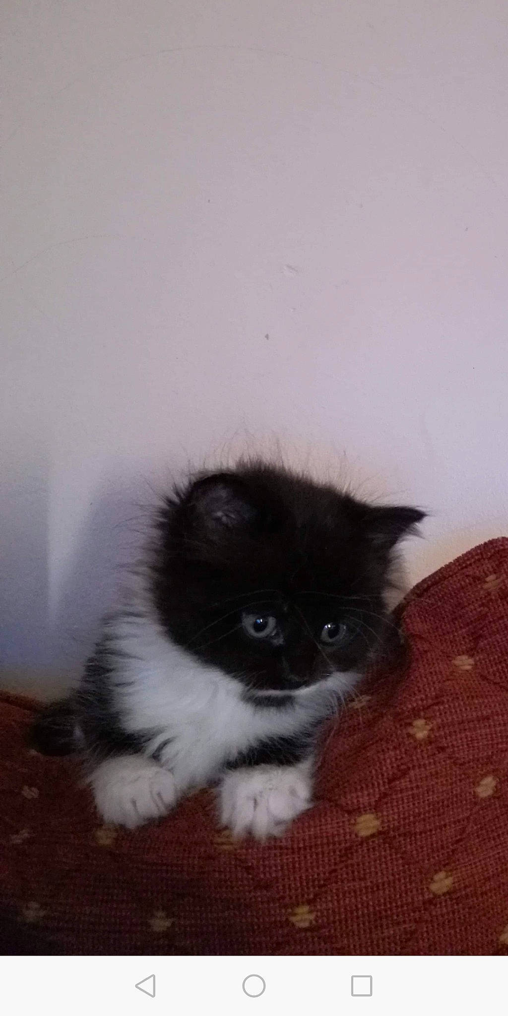 Aura joined the competition — help win amazing prizes! black_cat, british_longhair, british_semi_longhair, carnivore, cat, domestic_long_haired_cat, fawn, felidae, kitten, maine_coon, mammal, norwegian_forest_cat, persian, polydactyl_cat, small_to_medium_sized_cats, tail, vertebrate, whiskers