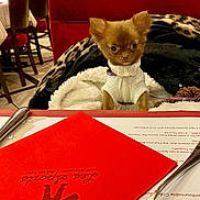 Charly participe au concours pour gagner de l'argent avec cette photo : dog, puppy, small_dog, sweater, blanket, restaurant, table, napkin, fork, red_cushion, leopard_print, coat, indoor, pet, cute, seated, fur, animal, dining, waiting