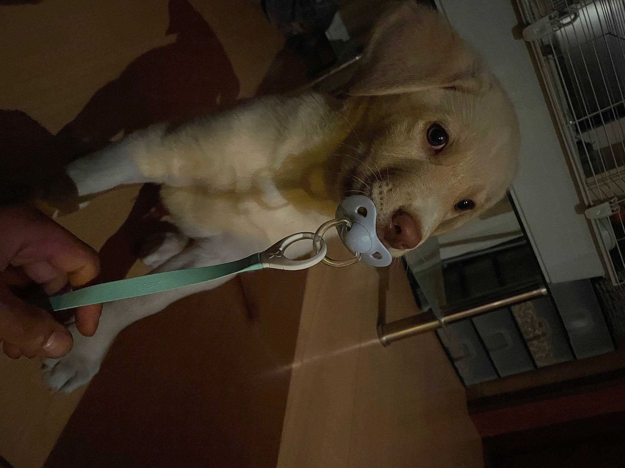 Shiva a rejoint le concours — aidez-le/la à gagner de superbes lots ! art, bone, cartilaginous_fish, extinction, fawn, fish, gesture, jaw, sculpture, shark, skeleton, snout, tail, tourist_attraction, wing, wood