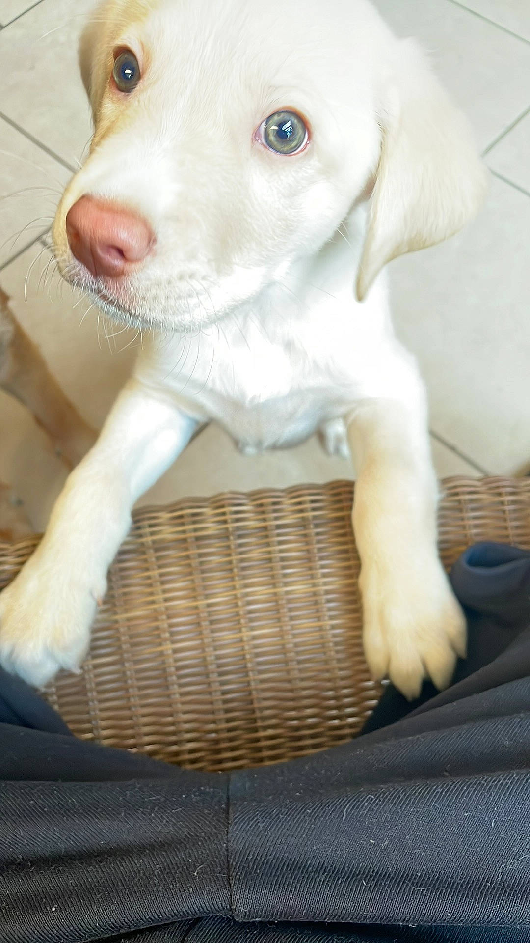 Shiva a rejoint le concours — aidez-le/la à gagner de superbes lots ! canidae, carnivore, comfort, companion_dog, dog, dog_breed, ear, fawn, fur, liver, mammal, pet_supply, snout, sporting_group, tail, terrestrial_animal, toy, vertebrate, whiskers, working_animal