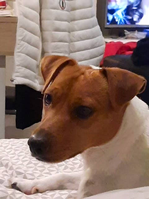 Poker participe au concours pour gagner de l'argent avec cette photo : cable_television, canidae, carnivore, collar, comfort, companion_dog, couch, dog, dog_breed, ear, fawn, furniture, hardwood, snout, sporting_group, television, whiskers, white, wood, working_animal