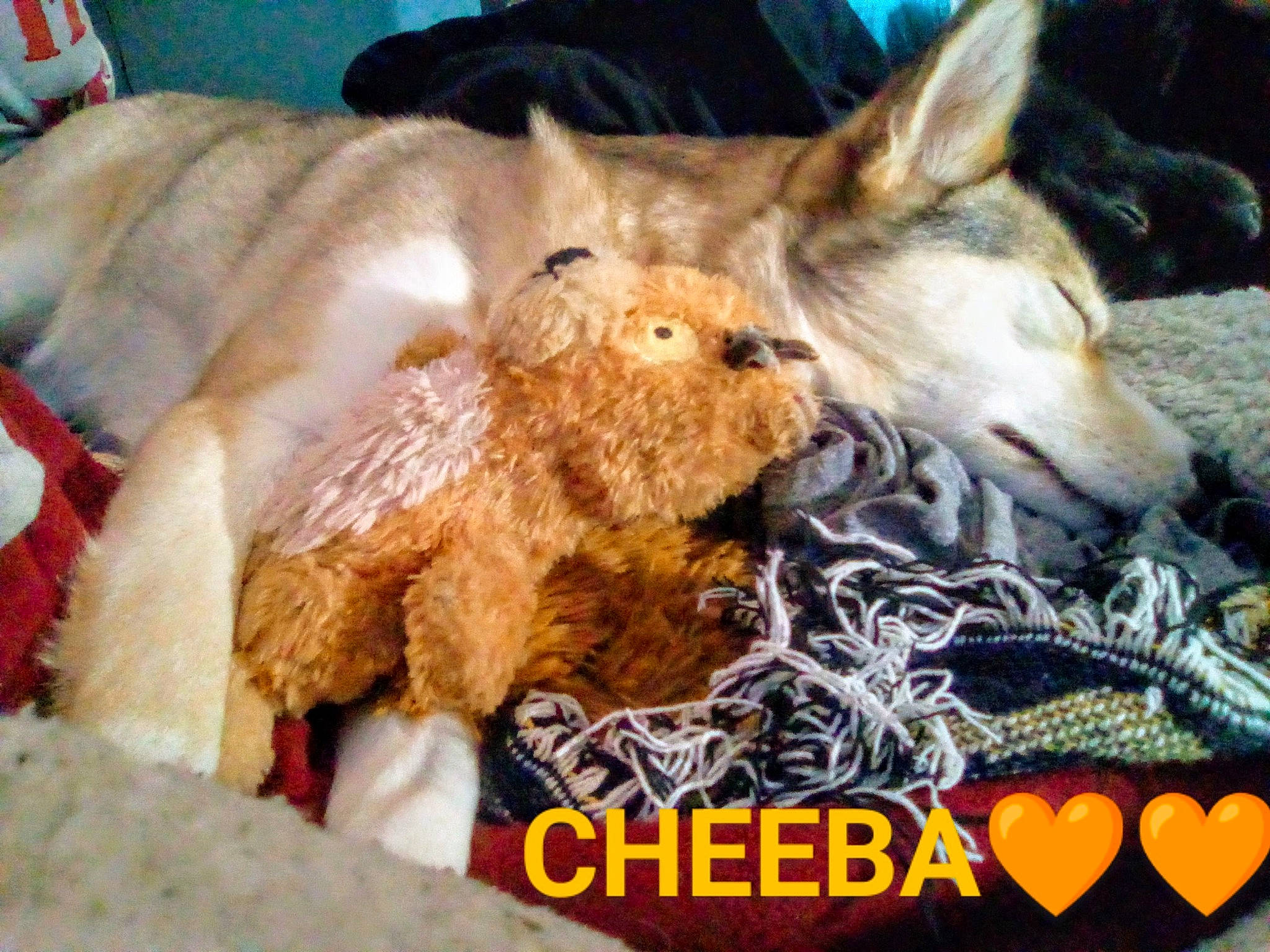 Cheeba is registered to the contest to win money with this photo: bed, canidae, carnivore, comfort, companion_dog, dog, dog_breed, fawn, felidae, fur, linens, nap, paw, small_to_medium_sized_cats, snout, sporting_group, toy, toy_dog, whiskers, working_animal