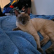 Virginia Flores is registered to the contest to win money with this photo: cat, siamese_cat, sleeping, blue_blanket, pile_of_clothes, indoor, pet, feline, relaxing, cozy, bed, animal, fur, whiskers, ears, paw, resting, home, soft_texture, light_shadows