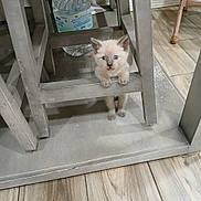 Max joined the competition — help win amazing prizes! angora, animal, architecture, building, canine, cat, den, dog, door, hardwood, indoors, kitten, manx, outdoors, pet, plywood, shelter, siamese, slate, wood