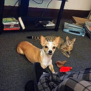 Gizzmo joined the competition — help win amazing prizes! books, cable, carpet, cat, curious, dog, electronics, floor, home, indoor, person, pet, plaid_pants, relaxed, remote_control, shelf, sitting, small_dog, tabby_cat, toy