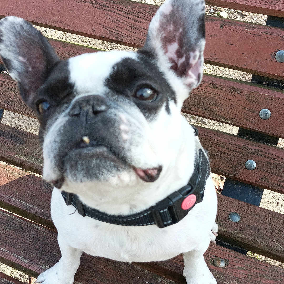 Blue participe au concours pour gagner de l'argent avec cette photo : animal, bench, bostonbull, boxer, bulldog, canine, dog, frenchbulldog, furniture, pet, pitbull, puppy, whitedog, wood