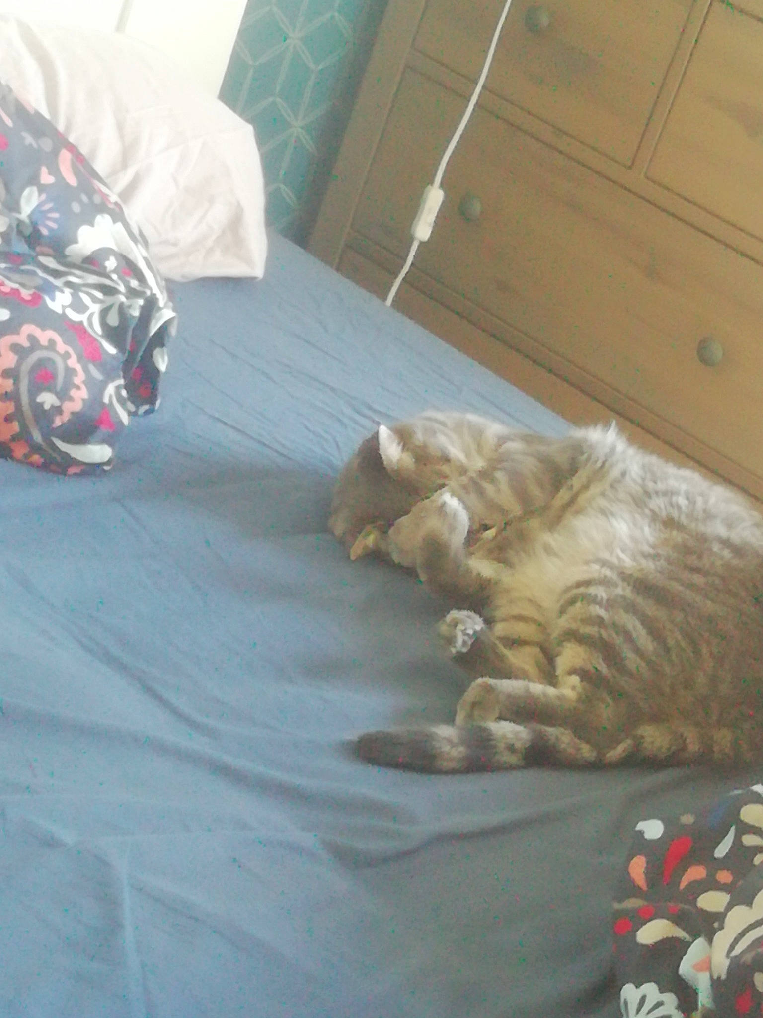 Dragibus a rejoint le concours — aidez-le/la à gagner de superbes lots ! bed, bedding, canidae, carnivore, cat, comfort, companion_dog, dog_breed, domestic_short_haired_cat, fawn, felidae, floor, flooring, hardwood, linens, small_to_medium_sized_cats, tail, textile, whiskers, wood