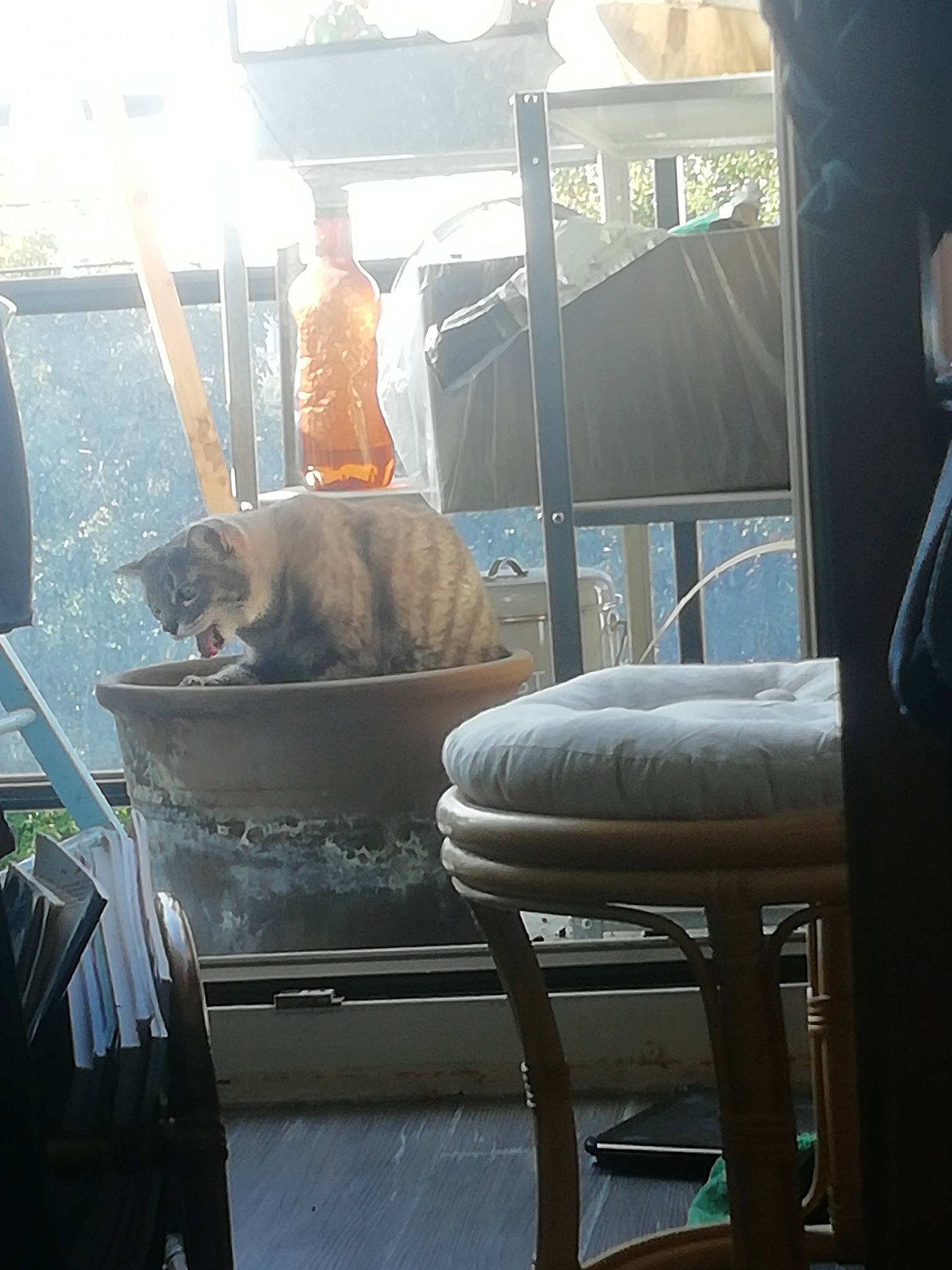 Dragibus a rejoint le concours — aidez-le/la à gagner de superbes lots ! carnivore, chair, comfort, companion_dog, felidae, fur, gas, glass, hat, mode_of_transport, passenger, public_transport, room, shade, sitting, small_to_medium_sized_cats, sporting_group, sun_hat, vehicle, windshield