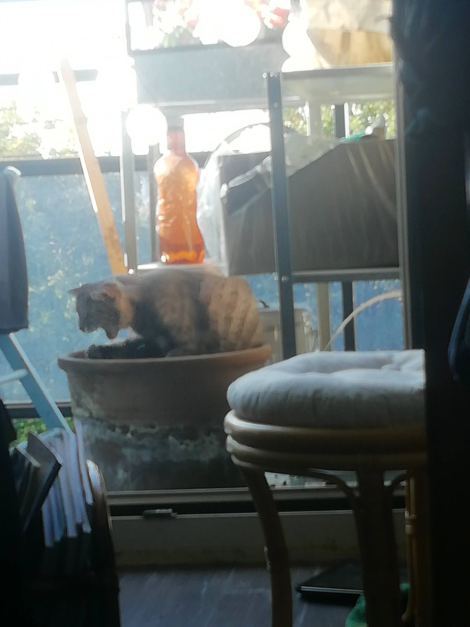 Dragibus a rejoint le concours — aidez-le/la à gagner de superbes lots ! carnivore, cat, chair, comfort, companion_dog, felidae, fun, fur, glass, hat, leisure, metal, outdoor_furniture, room, sitting, small_to_medium_sized_cats, sporting_group, tail, winter, wood