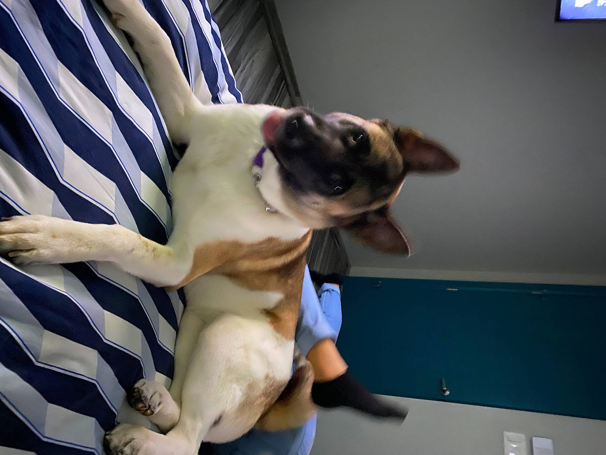 Chassis Rose is registered to the contest to win money with this photo: australian_bulldog, bulldog, canidae, carnivore, companion_dog, dog, dog_breed, fawn, french_bulldog, mammal, non_sporting_group, paw, pug, puppy, snout, toy_bulldog, toy_dog