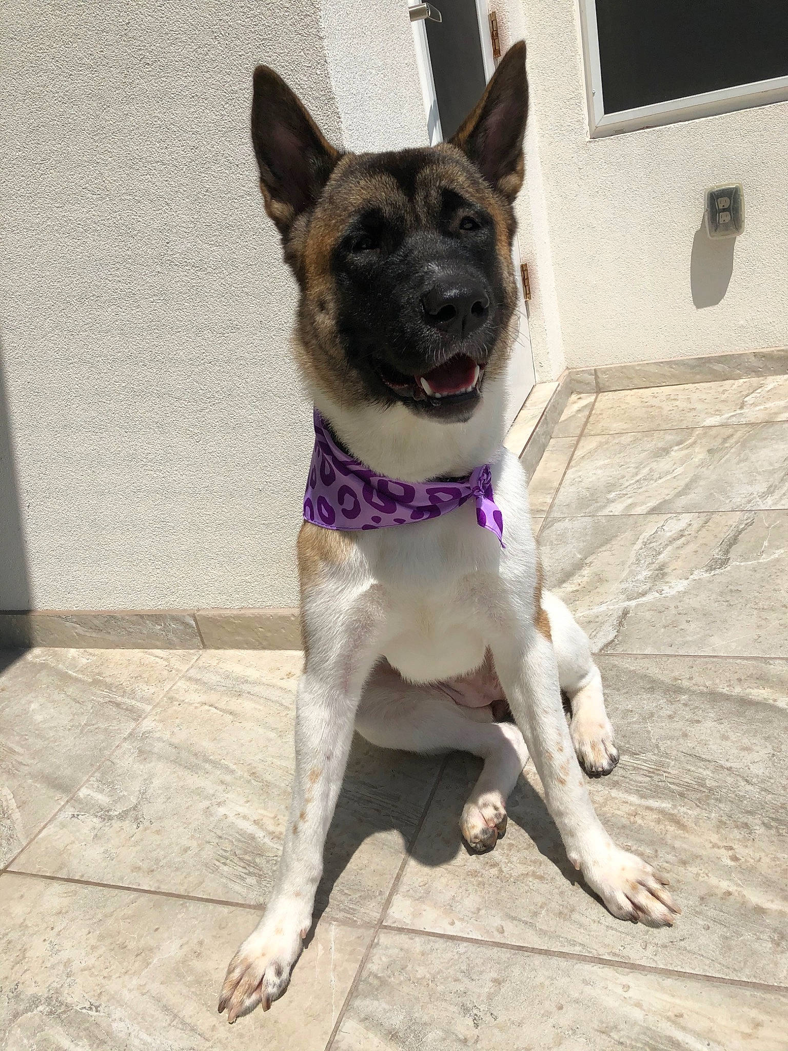 Chassis Rose is registered to the contest to win money with this photo: akita, canidae, carnivore, dog, dog_breed, dog_collar, east_european_shepherd, fawn, german_shepherd_dog, mammal, rare_breed_dog, rat_terrier, snout, vertebrate, working_dog