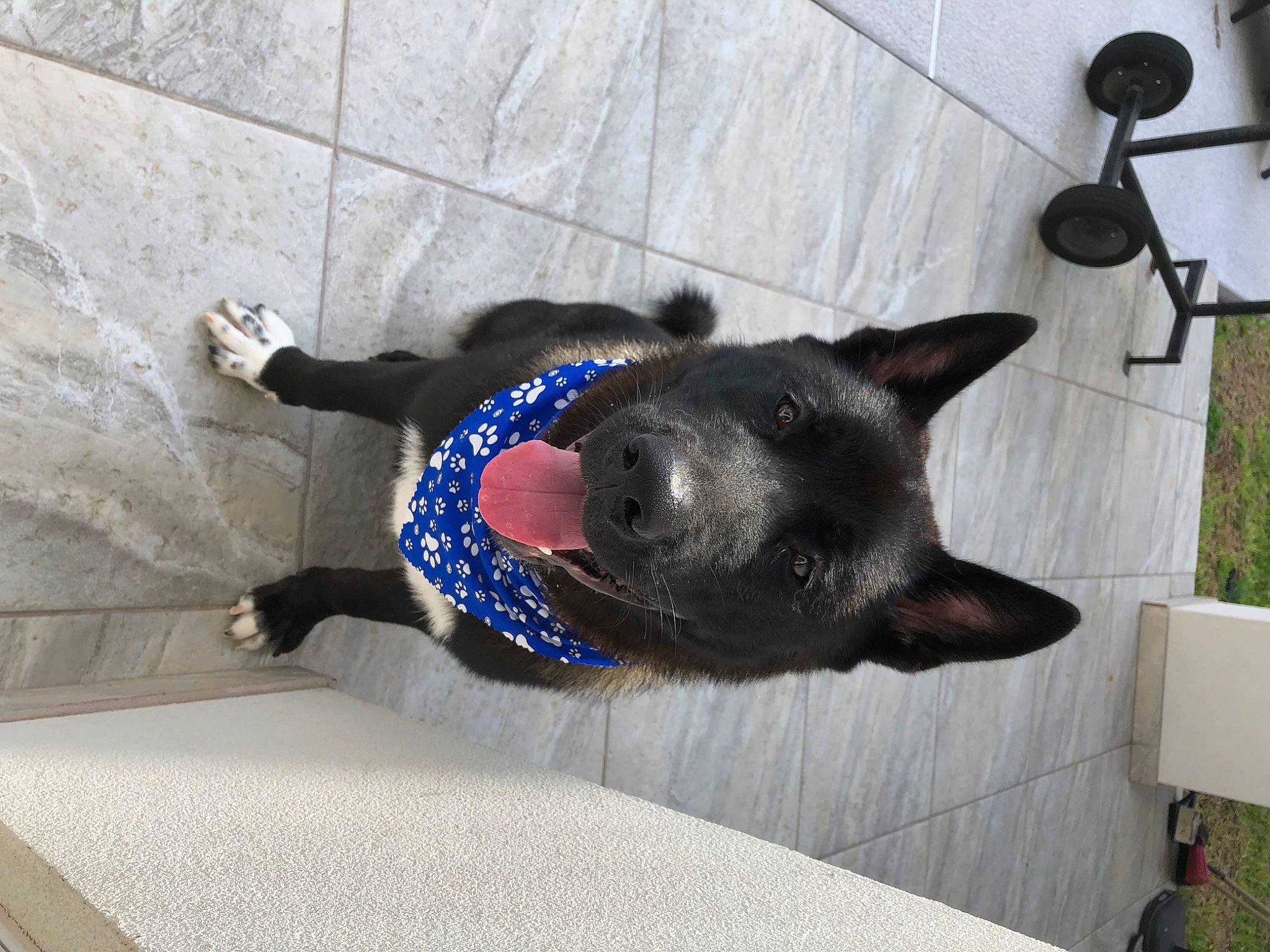 Bullitt joined the competition — help win amazing prizes! australian_kelpie, black_cat, canidae, carnivore, cat, collar, dog, dog_breed, dog_collar, felidae, formosan_mountain_dog, mammal, small_to_medium_sized_cats, snout, sporting_group, tail, vertebrate, whiskers