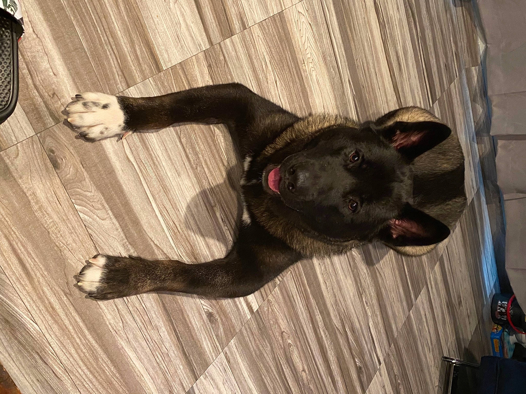 Bullitt is registered to the contest to win money with this photo: american_pit_bull_terrier, canidae, carnivore, dog, dog_breed, fawn, guard_dog, non_sporting_group, pit_bull, snout, sporting_group, tail