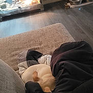 Ren joined the competition — help win amazing prizes! baby, bedroom, child, comfort, flooring, foot, hardwood, heat, human_leg, kitchen, kitchen_appliance, linens, living_room, nap, room, sitting, stove, toddler, wood, wood_flooring