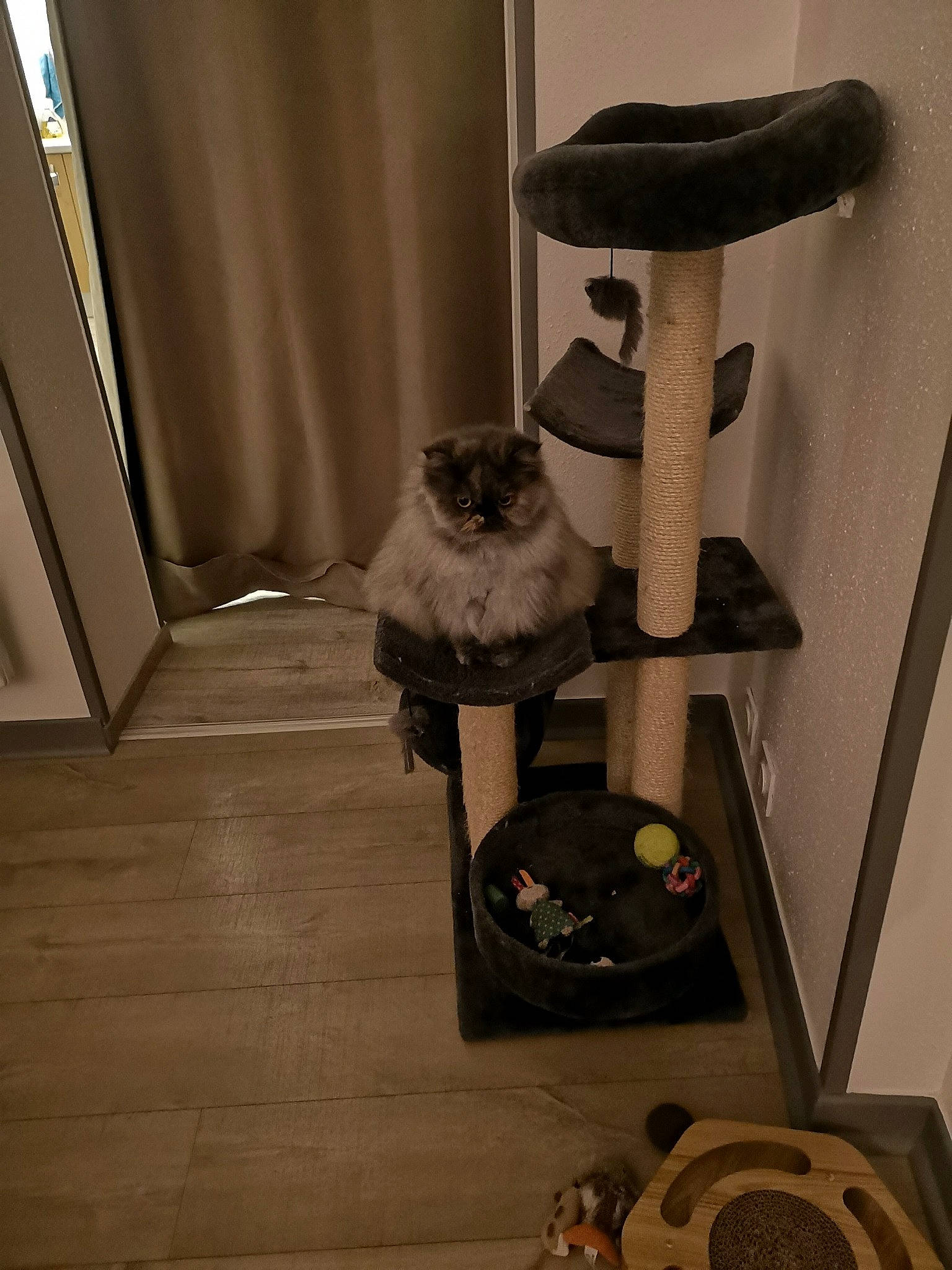 Perle a rejoint le concours — aidez-le/la à gagner de superbes lots ! carnivore, cat, cat_bed, cat_furniture, cat_supply, felidae, flooring, grey, hardwood, metal, pedestal, pet_supply, room, shelving, small_to_medium_sized_cats, tail, whiskers, wood, wood_flooring, wood_stain