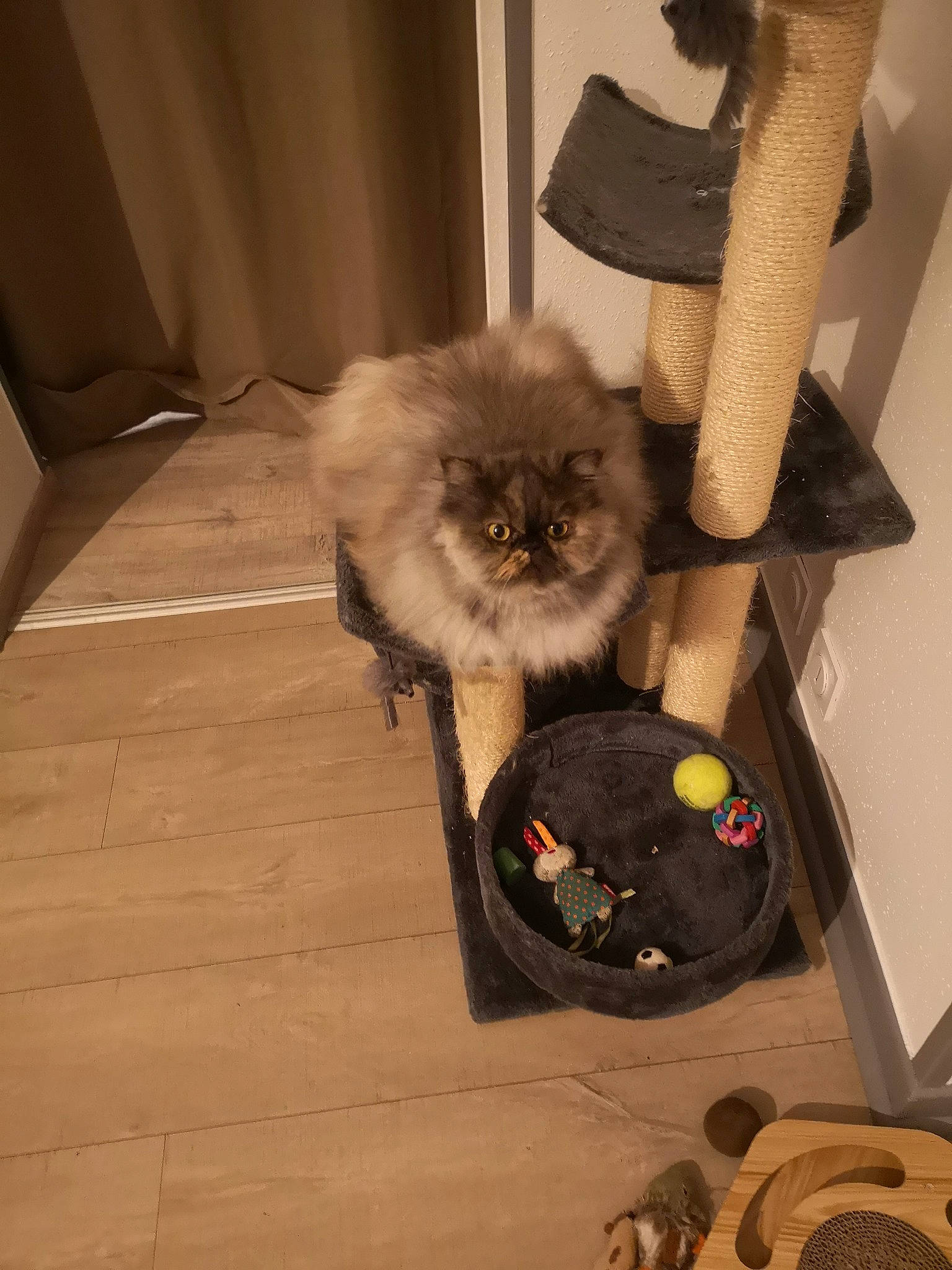 Perle participe au concours pour gagner de l'argent avec cette photo : bag, british_longhair, carnivore, cat, companion_dog, dog_breed, felidae, flooring, fur, hardwood, luggage_and_bags, mammal, mechanical_fan, pekingese, siamese, small_to_medium_sized_cats, tail, toy_dog, whiskers, wood