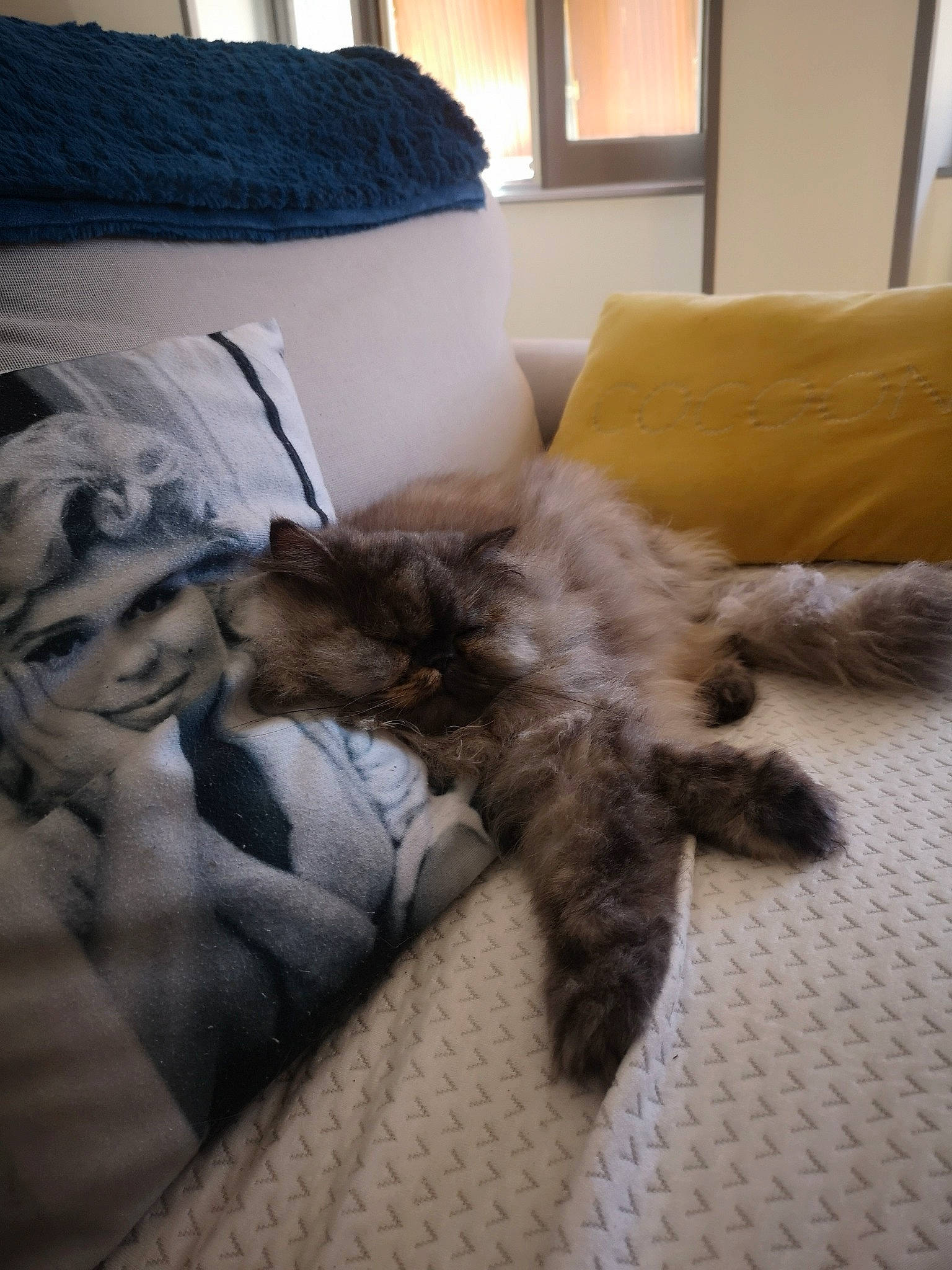 Perle a rejoint le concours — aidez-le/la à gagner de superbes lots ! bed_sheet, bedding, bedroom, carnivore, cat, comfort, couch, dog_breed, duvet, felidae, flooring, fur, grey, interior_design, linens, living_room, pillow, room, textile, throw_pillow