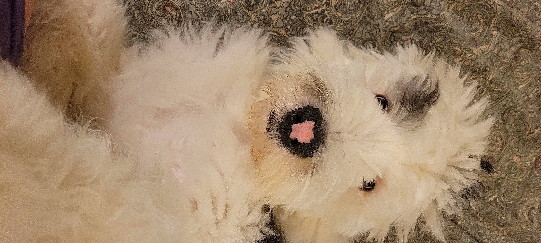 Benji is registered to the contest to win money with this photo: ball, canidae, carnivore, companion_dog, dog, dog_breed, eye, eyelash, felidae, fur, plant, small_to_medium_sized_cats, snout, sporting_group, stuffed_toy, terrestrial_animal, toy, toy_dog, whiskers, working_animal