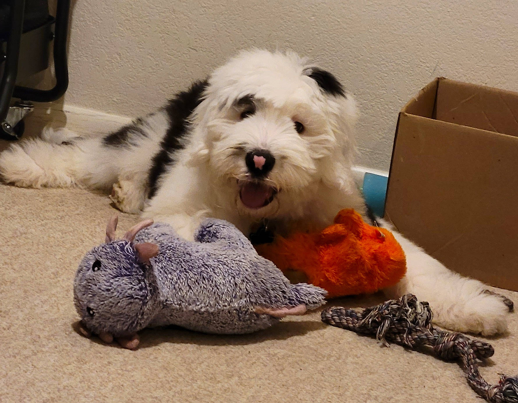Benji is registered to the contest to win money with this photo: carnivore, comfort, companion_dog, dog, dog_bed, dog_breed, dog_supply, fur, linens, paw, puppy_love, shih_poo, shipping_box, small_terrier, snout, sporting_group, terrier, toy, toy_dog, working_animal