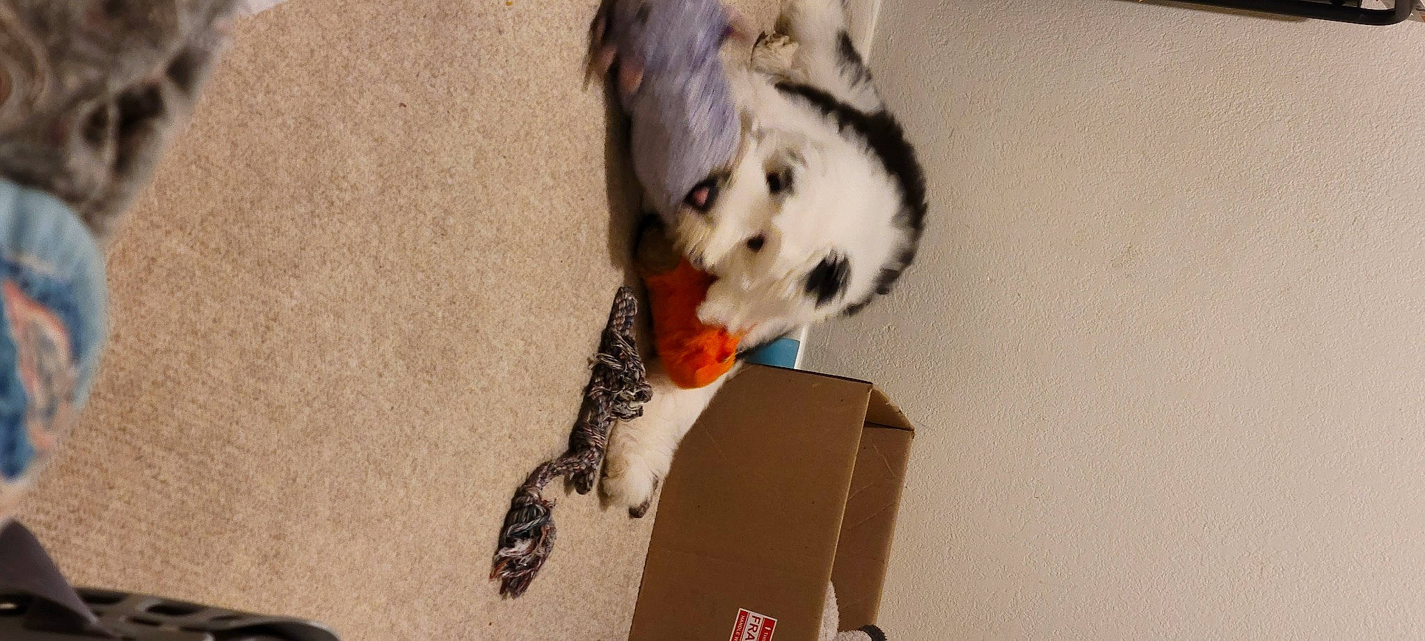 Benji joined the competition — help win amazing prizes! box, carnivore, carton, claw, companion_dog, dog, dog_breed, domestic_short_haired_cat, fawn, felidae, flooring, fur, packing_materials, paw, rodent, shipping_box, small_to_medium_sized_cats, tail, whiskers, wood