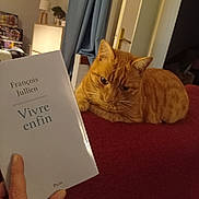 Broadway a rejoint le concours — aidez-le/la à gagner de superbes lots ! cat, orange_tabby, couch, book, hand, indoor, lamp, curtain, door, furniture, relaxed, animal, pet, reading, cover, resting, home, cozy, warm_lighting, person_hand