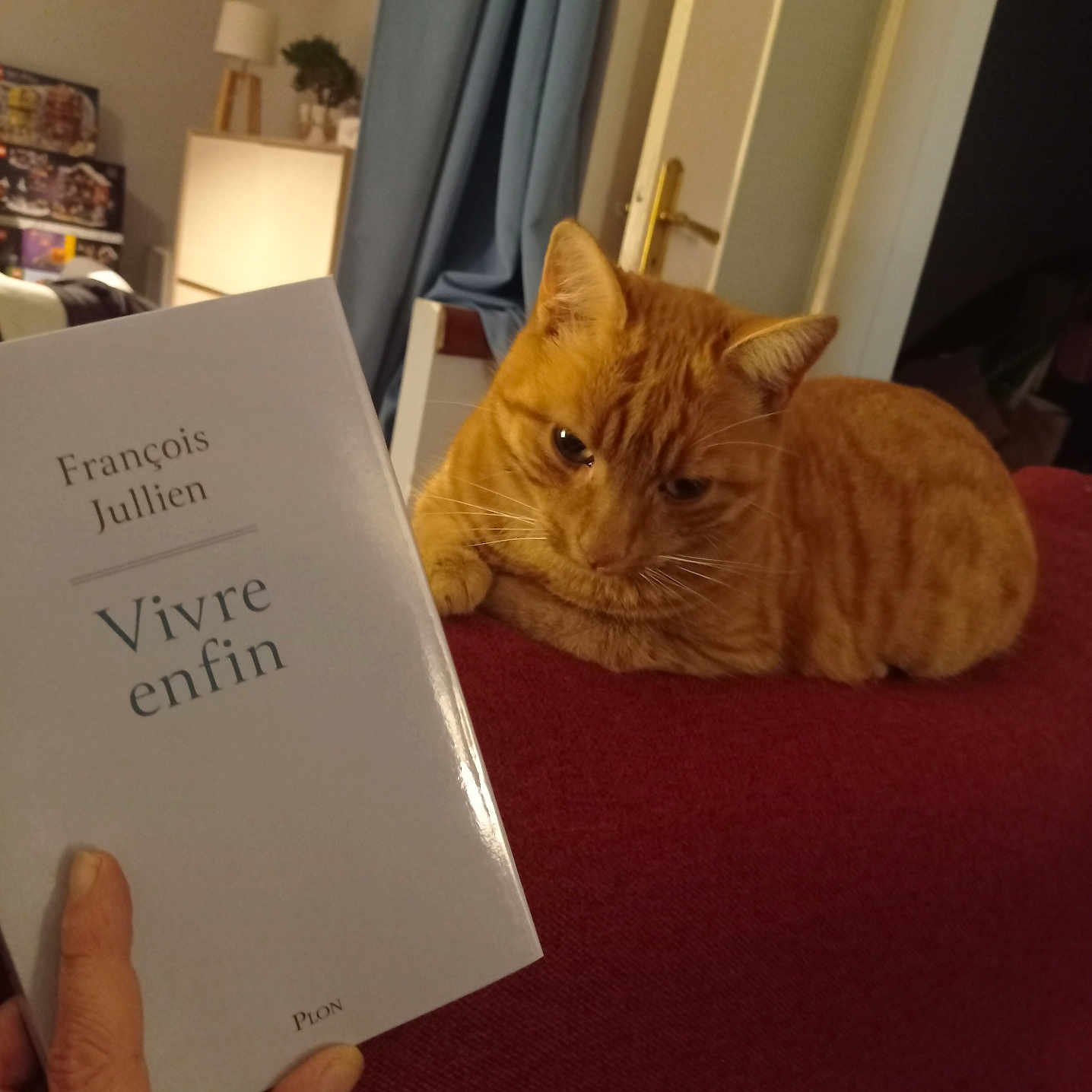 Broadway a rejoint le concours — aidez-le/la à gagner de superbes lots ! animal, book, cat, couch, cover, cozy, curtain, door, furniture, hand, home, indoor, lamp, orange_tabby, person_hand, pet, reading, relaxed, resting, warm_lighting