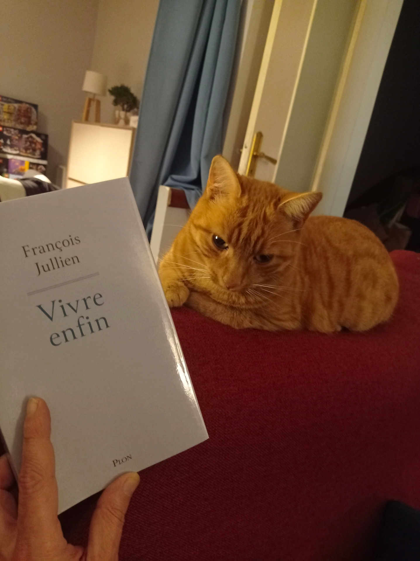 Broadway a rejoint le concours — aidez-le/la à gagner de superbes lots ! cat, orange_tabby, couch, book, hand, indoor, lamp, curtain, door, furniture, relaxed, animal, pet, reading, cover, resting, home, cozy, warm_lighting, person_hand