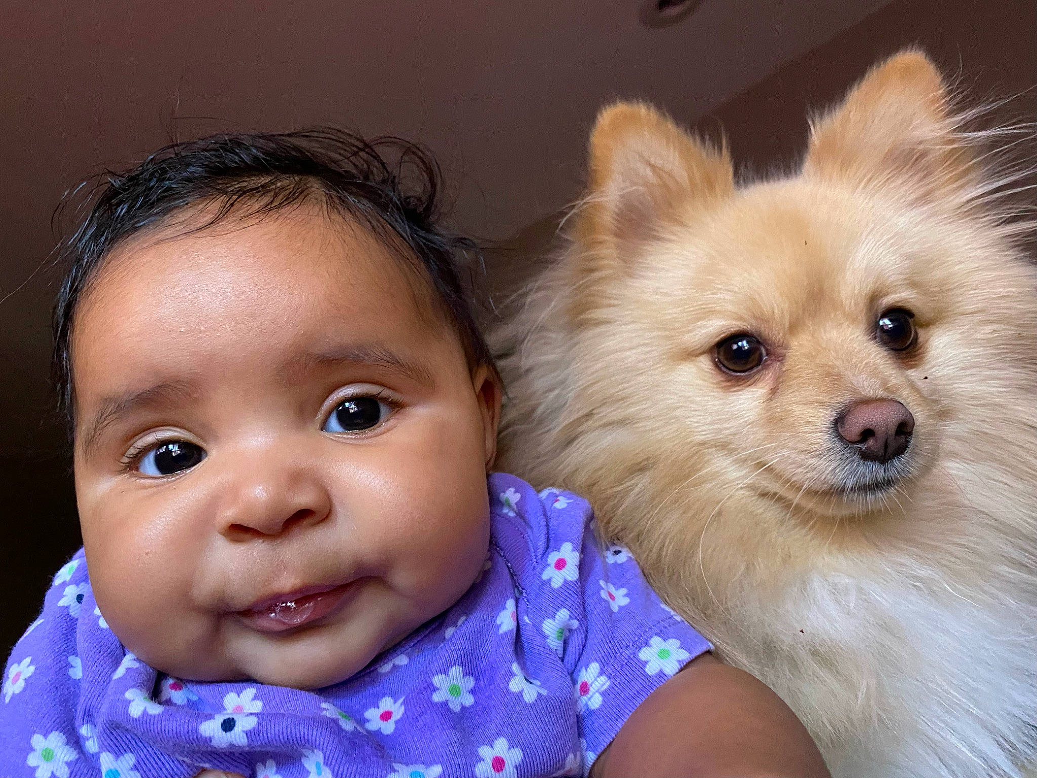 Marina joined the competition — help win amazing prizes! carnivore, companion_dog, dog, dog_breed, ear, eye, eyebrow, eyelash, face, facial_expression, fawn, german_spitz, german_spitz_klein, german_spitz_mittel, hair, iris, mouth, nose, person, skin