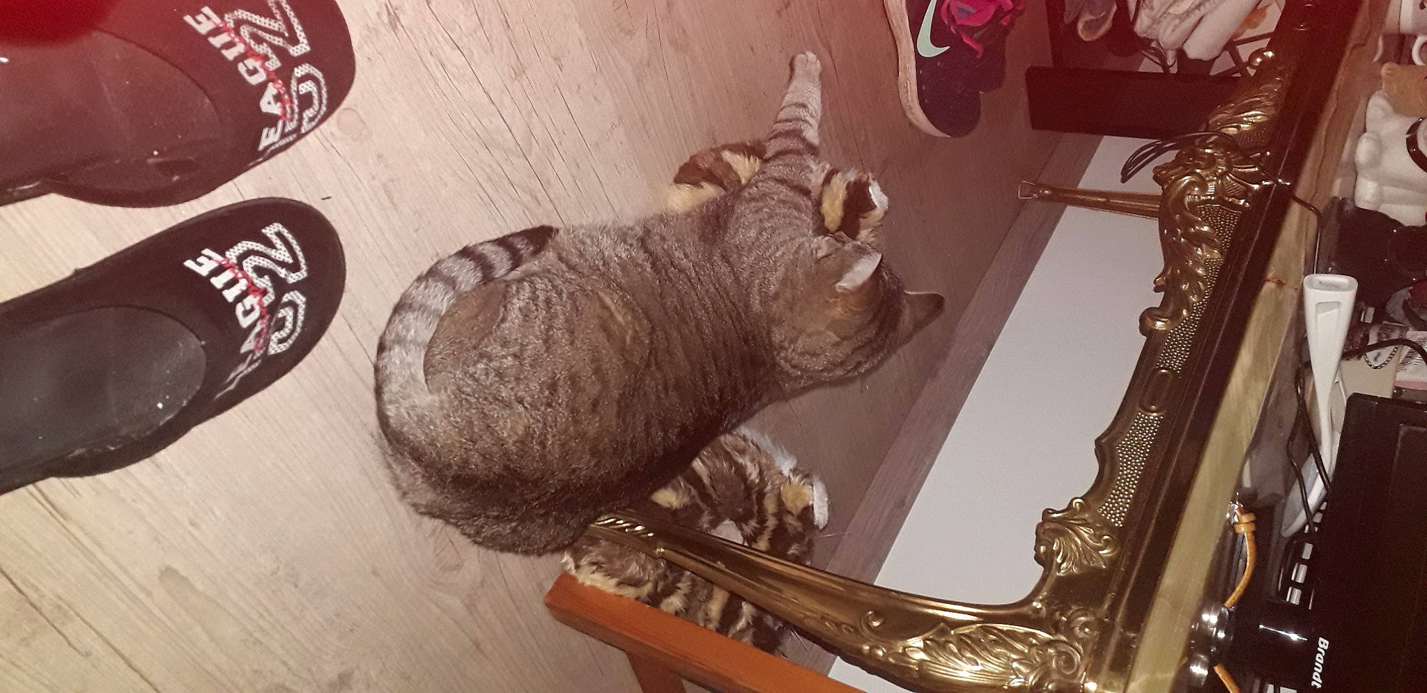 Idole participe au concours pour gagner de l'argent avec cette photo : antique, art, artifact, bull, carbonated_soft_drinks, carving, ceiling, fawn, livestock, logo, metal, religious_item, room, sculpture, statue, tail, terrestrial_animal, visual_arts, wood, working_animal