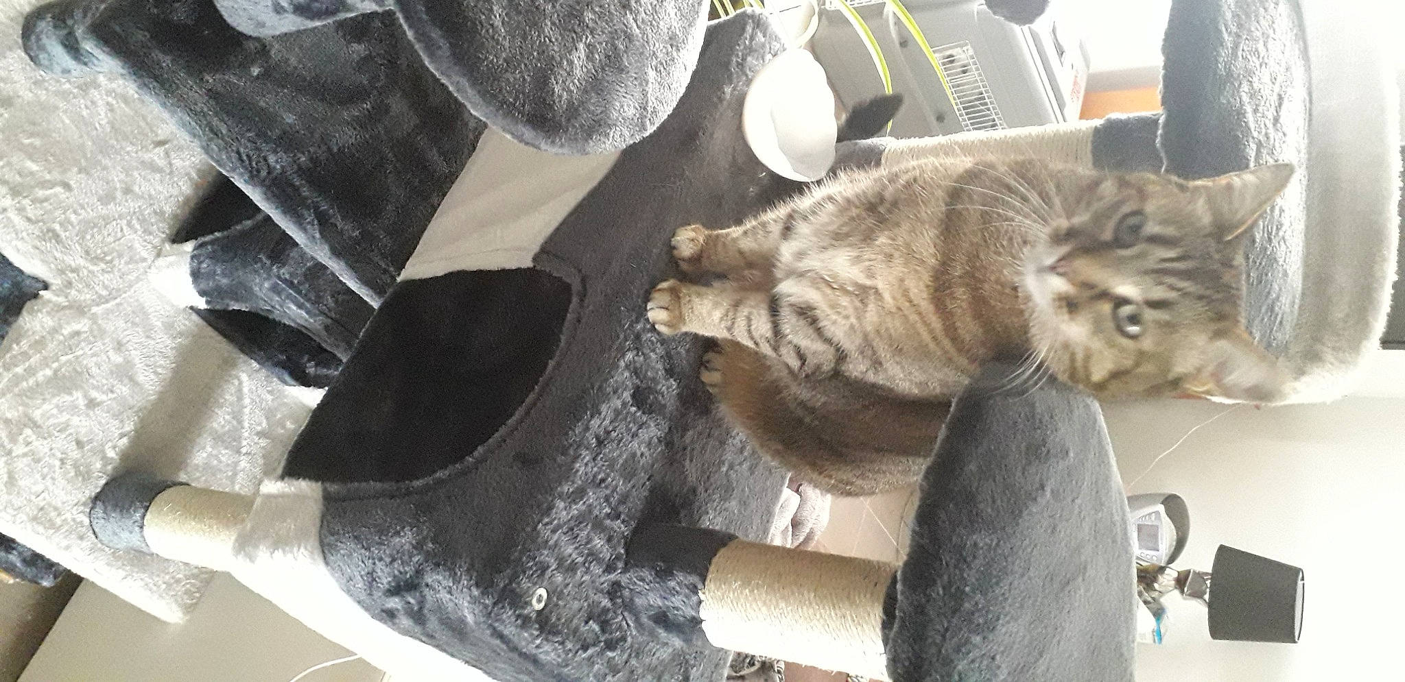 Idole a rejoint le concours — aidez-le/la à gagner de superbes lots ! carnivore, cat, claw, comfort, domestic_short_haired_cat, felidae, flooring, fur, grey, human_leg, nap, paw, small_to_medium_sized_cats, snout, tail, whiskers, wood