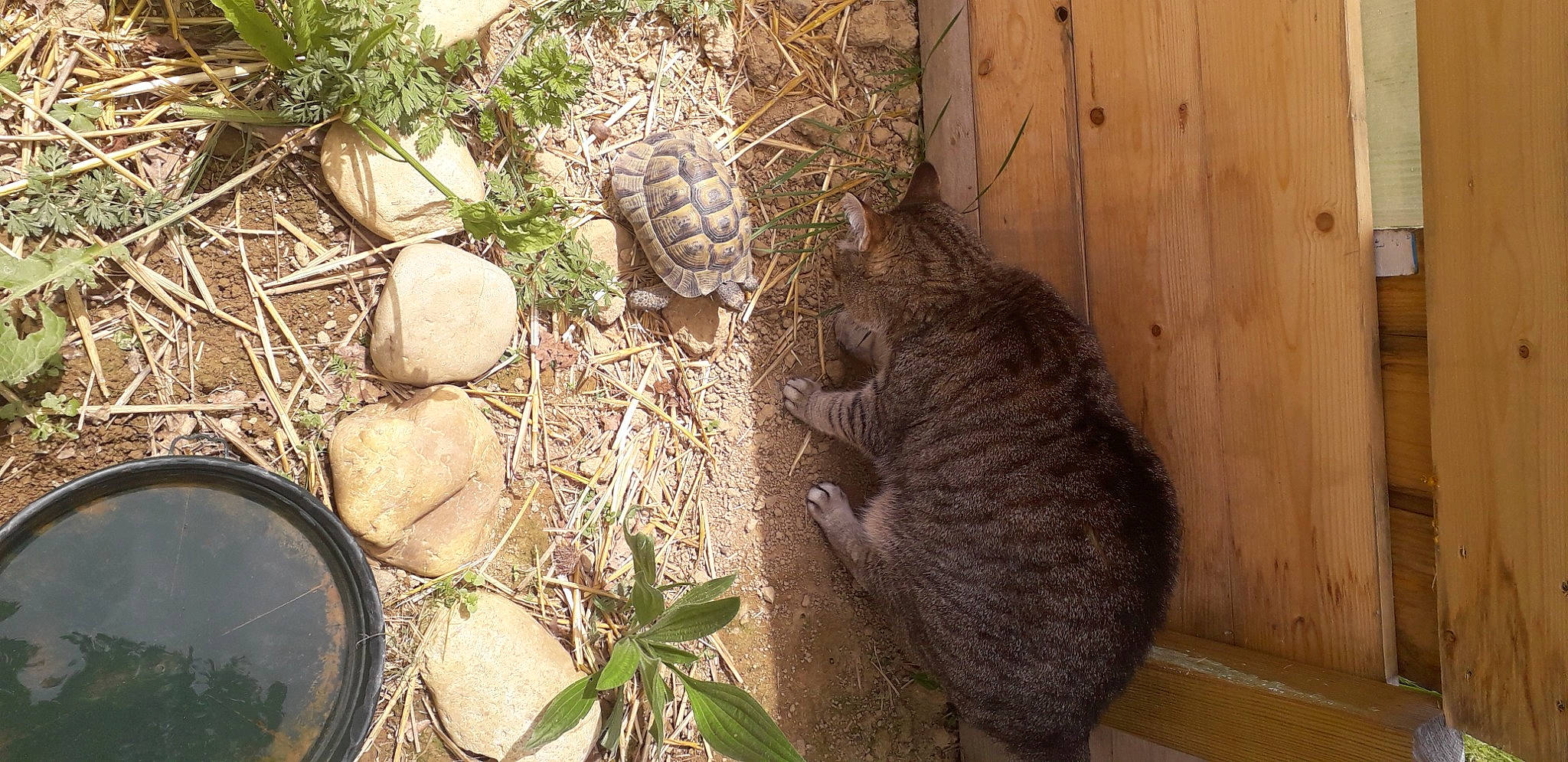 Idole a rejoint le concours — aidez-le/la à gagner de superbes lots ! carnivore, cat, domestic_short_haired_cat, fawn, felidae, fur, grass, herb, houseplant, landscape, plant, rock, small_to_medium_sized_cats, soil, tail, terrestrial_animal, tree, whiskers, wildlife, wood