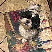 Loki joined the competition — help win amazing prizes! dog, black_and_white, fluffy, sitting, kitchen_mat, grapes, wine_bottles, tile_floor, looking_up, teeth, pet, indoors, cute, small_dog, floor, mat, animal, companion, fur, playful