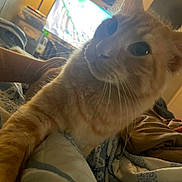 Sonny is registered to the contest to win money with this photo: cat, orange_tabby, pet, whiskers, feline, indoor, blanket, bed, lamp, television, living_room, cozy, curious, close_up, paw, furniture, soft_lighting, relaxed, home, comfort