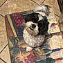 dog, black_and_white, fluffy, sitting, kitchen_mat, grapes, wine_bottles, tile_floor, looking_up, teeth, pet, indoors, cute, small_dog, floor, mat, animal, companion, fur, playful
