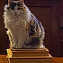 animal, brown, calm, cat, domestic_animal, feline, fluffy, fur, gray, home, indoor, long_hair, orange, pet, portrait, sitting, table, warm_lighting, white, wooden_pedestal