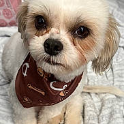 Chino is registered to the contest to win money with this photo: dog, white, fluffy, bandana, brown, cute, pet, animal, indoor, blanket, small_dog, fur, ears, face, paws, sitting, looking_up, adorable, companion, cozy