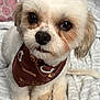 Brice joined the competition — help win amazing prizes! dog, white, fluffy, bandana, brown, cute, pet, animal, indoor, blanket, small_dog, fur, ears, face, paws, sitting, looking_up, adorable, companion, cozy