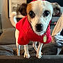 dog, puppy, red_hoodie, pet, indoor, couch, living_room, curious, small_dog, fur, ears, tail, collar, tag, furniture, blanket, home, animal, cute, portrait