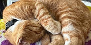 Macaroni joined the competition — help win amazing prizes! cat, orange_tabby, sleeping, curled_up, paw_covering_face, blanket, purple_blanket, white_pattern, indoor, cozy, pet, feline, fur, resting, domestic_animal, collar, home, soft_texture, animal, relaxed