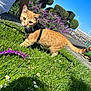 cat, orange_tabby, harness, grass, flowers, purple_flowers, greenery, person, white_shirt, outdoor, sunny, daylight, garden, curious, pet, side_view, animal, nature, blue_sky, plants