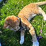 Macaroni is registered to the contest to win money with this photo: cat, orange_tabby, grass, flower, purple_flower, daisy, outdoor, sunlight, pet, playful, harness, paw, greenery, nature, casual, jeans, sneakers, adidas, relaxation, daylight