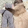 Winston is registered to the contest to win money with this photo: cat, plush_toy, sleeping, cuddling, fluffy, bed, blanket, animal, pet, cute, cozy, fur, resting, soft, indoor, comfort, friendship, relaxation, close_up, adorable